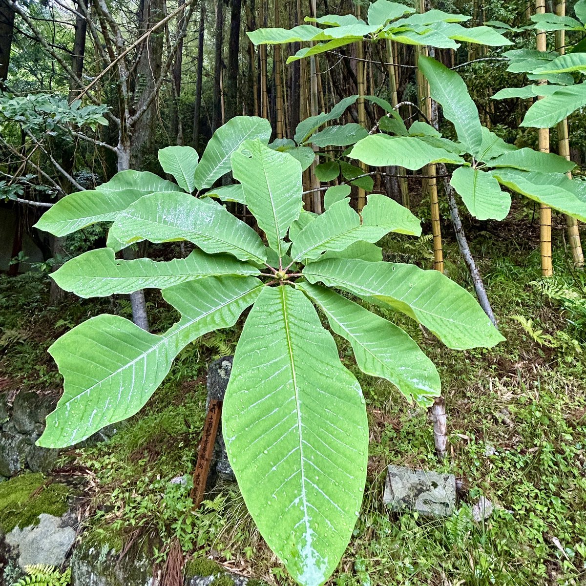kyuanji's tweet photo. 【大きなホオノキの葉】
久安寺です。
自生したのか、種が何十年も眠っていて芽吹いたのか、オオヤマレンゲと混同して十何年前に植えたものなのか、定かではありませんが、ホオノキの若木です。とにかく大きな葉で、階段状に見えるので不思議な感覚になります。
花言葉　誠意ある友情
#久安寺
#池田市 https://t.co/zeHwQDcyEn