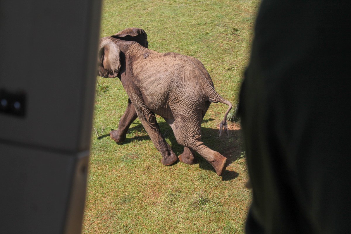 Kenya Wildlife Service tweet media