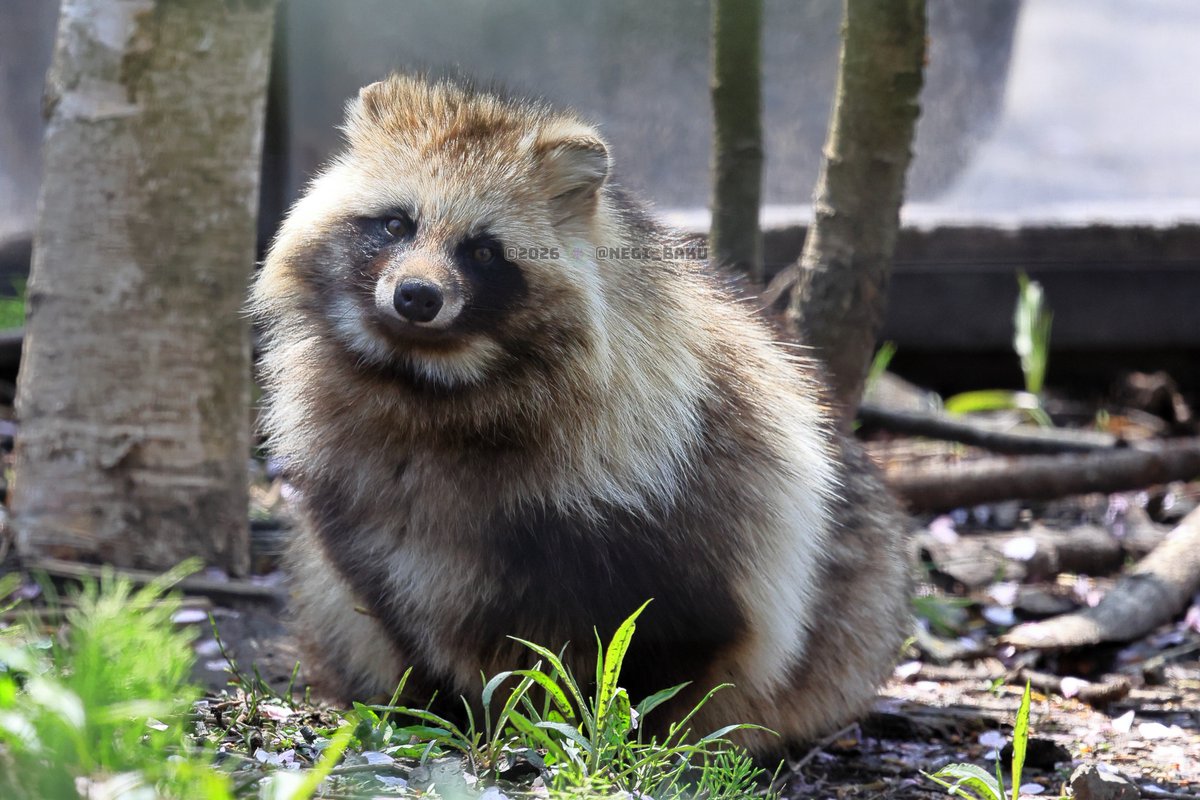 どんな悩みでも聞いてくれそう #旭山動物園 #エゾタヌキ #タヌキ