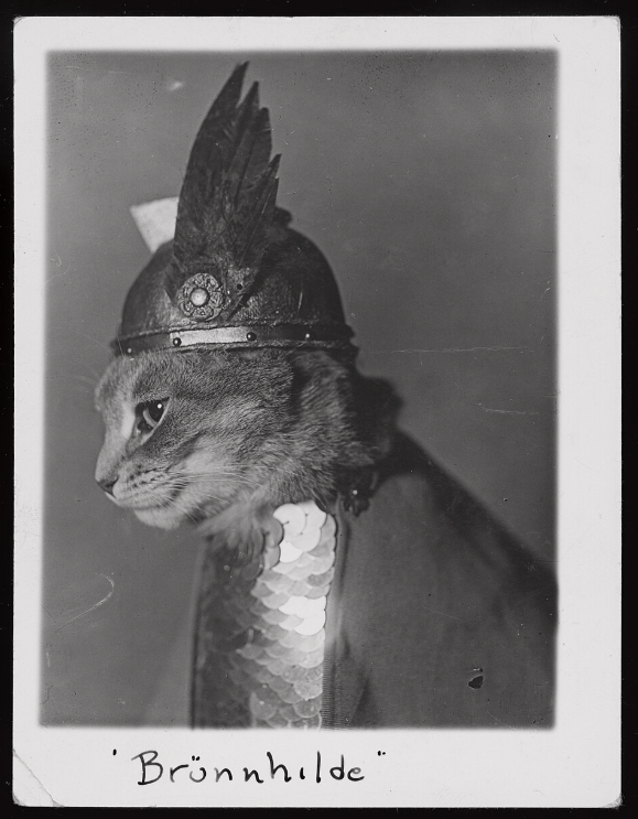 HorribleSanity's tweet photo. The photos sat forgotten at the Library of Congress until 2022, when they were included in an exhibition of historical photographs. The digitized images quickly went viral, giving this previously unknown kitty a much-deserved posthumous fame. https://t.co/TczWBroz50