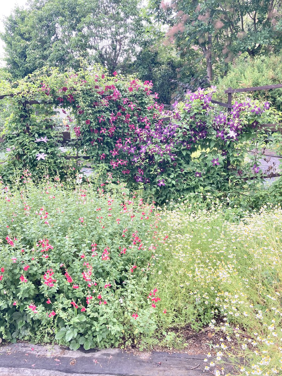 sachiya348's tweet photo. お花たくさん https://t.co/nUvHsLjDcW