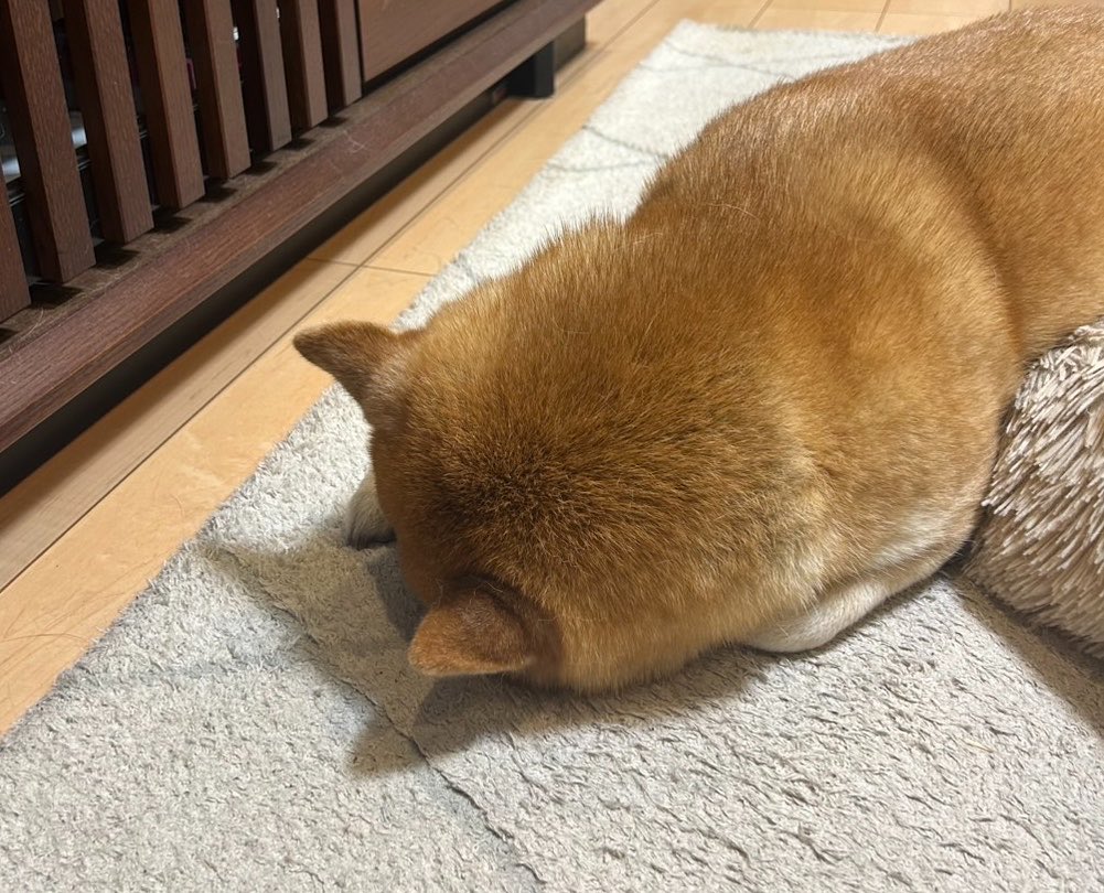 くぅ、、、 かわいっ！