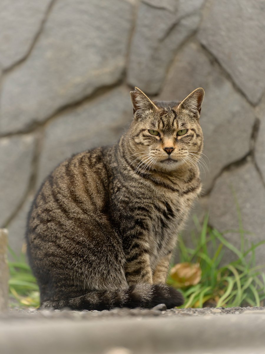 nekoneko174703's tweet photo. ユヅキちゃん😺

#猫好きさんと繋がりたい
#写真好きな人と繋がりたい https://t.co/pNjKzdF0Xt
