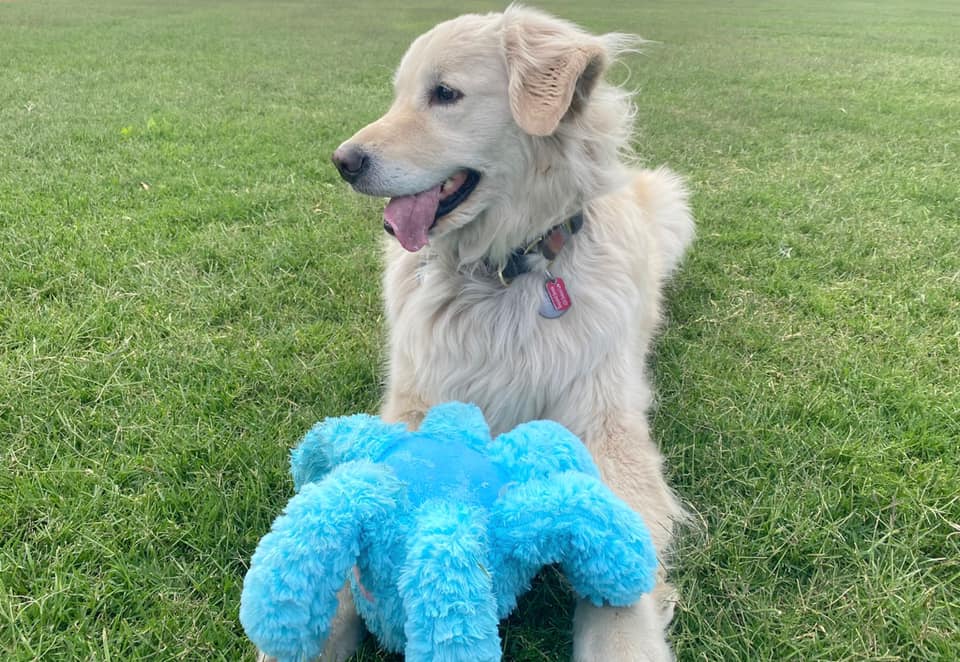 Sampson the Service Dog tweet media