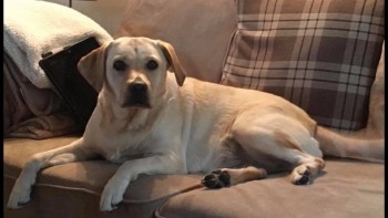 Missing Pets GB tweet media