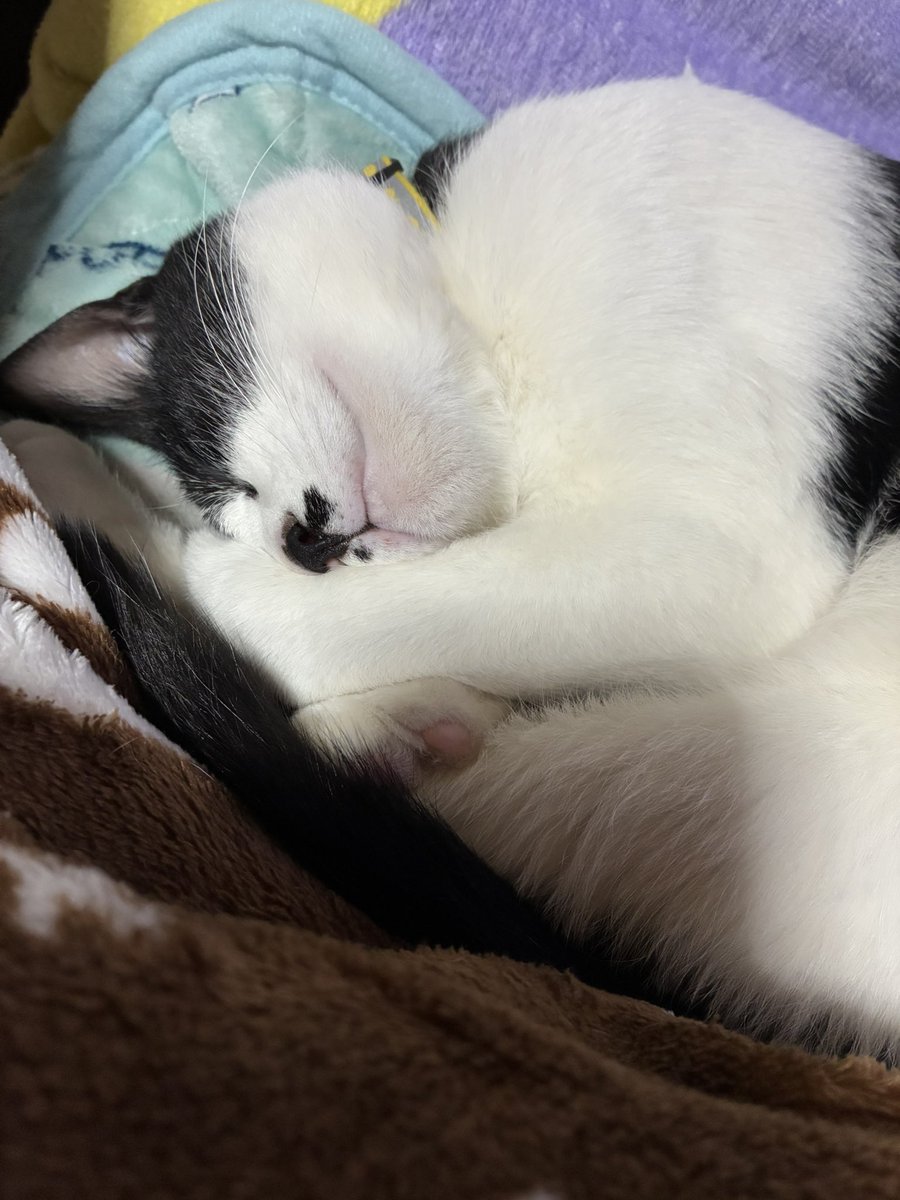 maru_mdr's tweet photo. 猫は 一日 20時間は 寝る    と
聞いた  のに
やっと寝た (o´Д`) https://t.co/mwPkyrDJLQ