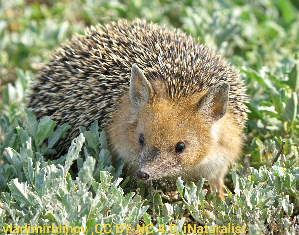 AMNH's tweet photo. 👂Psst. Ever heard of the long-eared hedgehog? Inhabiting parts of Central Asia, this omnivore feeds on fruit, insects, &amp; vertebrates like lizards. It has been observed rubbing its spines against toads, suggesting it might be using their toxins for its own self-defense. https://t.co/jIr6AItxsr