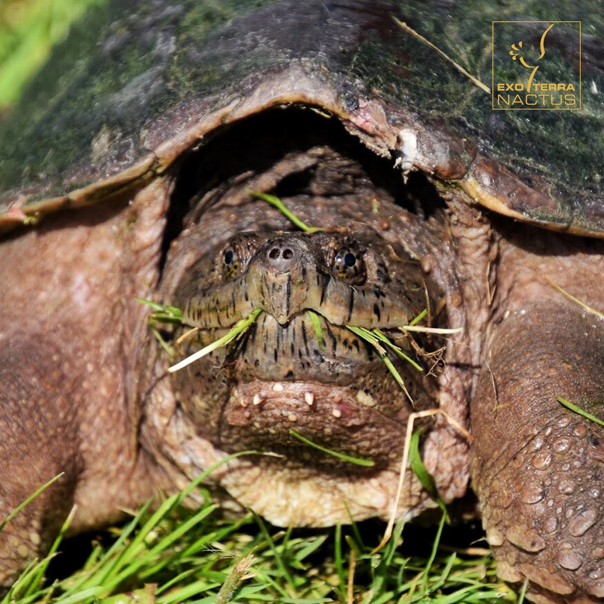 ExoTerra's tweet photo. May 23rd is World Turtle Day! 🐢🌎

“After feeling threatened, this Common Snapping Turtle lunged out with a powerful bite. (Un)fortunately, he missed his target and got a mouth full of grass.” — Ryan Wickiser (United States)

#ExoTerra #NactusAward #WorldTurtleDay https://t.co/VYD9WyJZ4X
