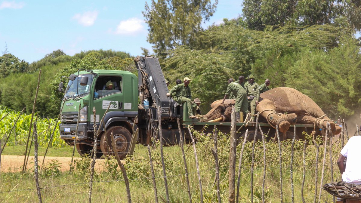Kenya Wildlife Service tweet media
