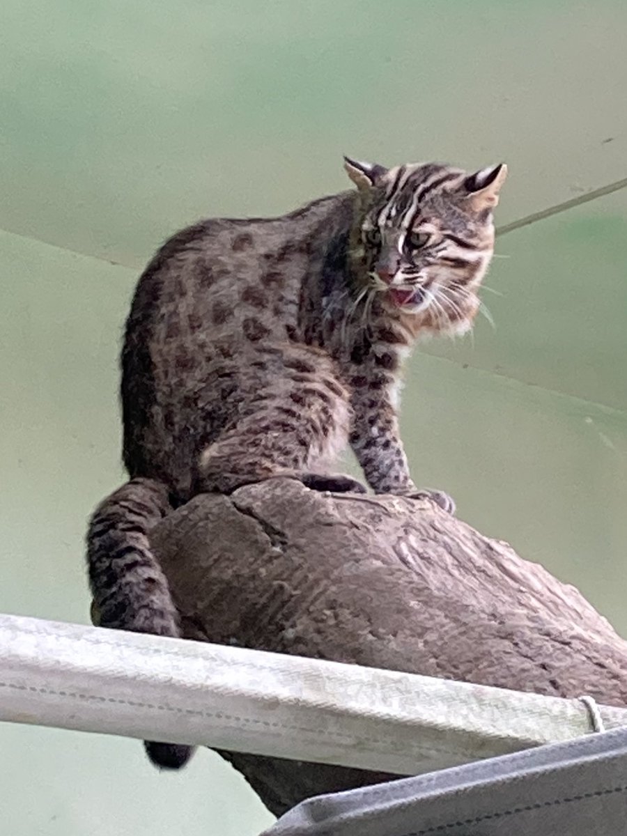 fgv44q's tweet photo. 今年二回目の東山動植物園をお裾分け☺️たくさんの動物達にはいっつも癒やされまくりだけど、今日の目玉は11年ぶりに開花したっていう温室のお花🪷華やかな色合いではなかったけどなかなかの存在感でしたよ❣️

#東山動植物園
#ミカドアナナス https://t.co/WmSNY70EkH