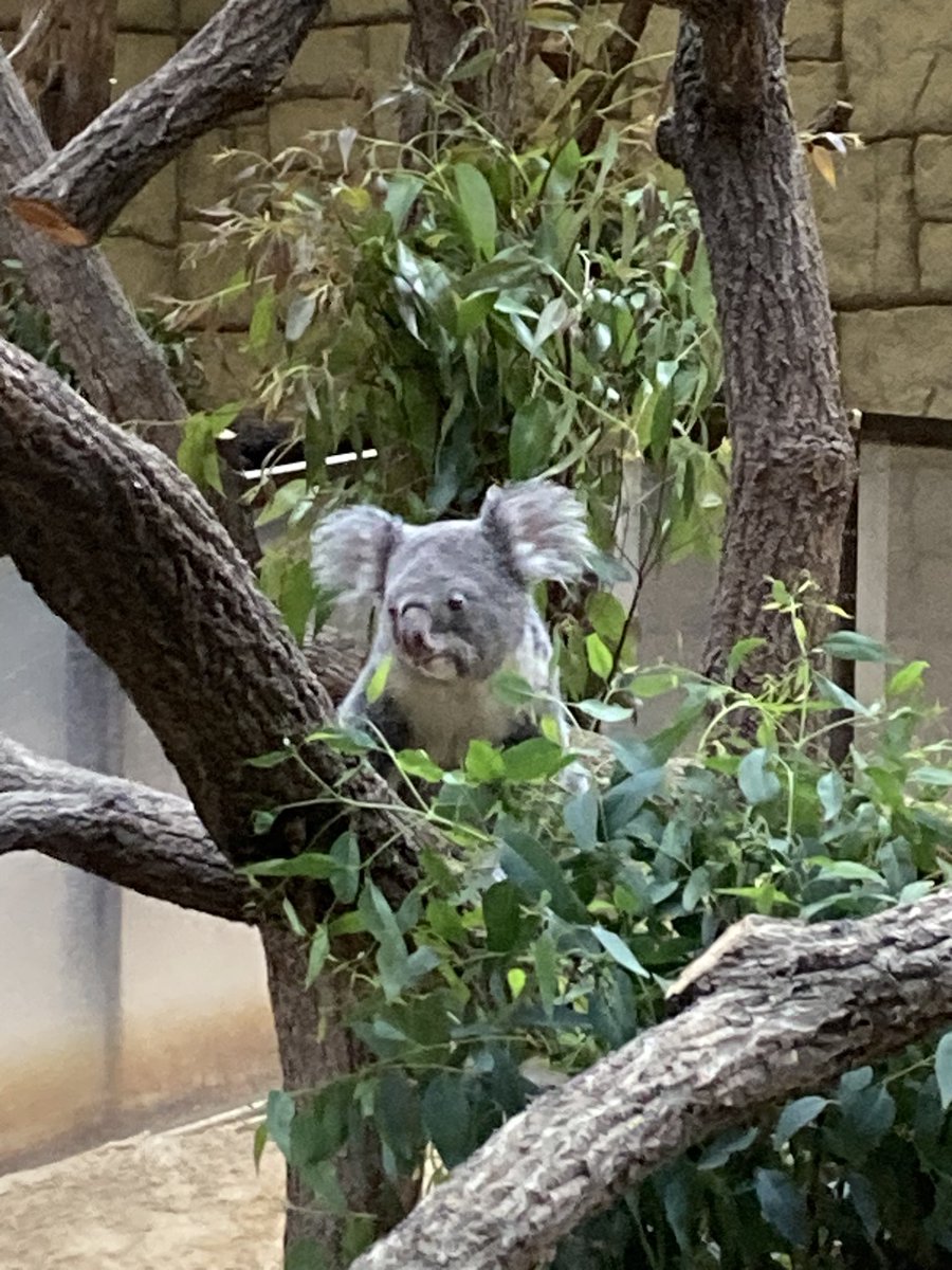 fgv44q's tweet photo. 今年二回目の東山動植物園をお裾分け☺️たくさんの動物達にはいっつも癒やされまくりだけど、今日の目玉は11年ぶりに開花したっていう温室のお花🪷華やかな色合いではなかったけどなかなかの存在感でしたよ❣️

#東山動植物園
#ミカドアナナス https://t.co/WmSNY70EkH