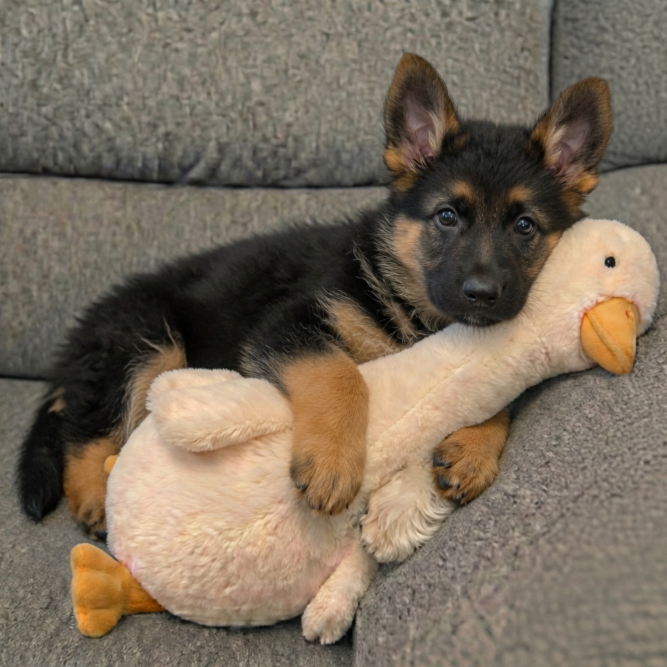 GERMAN SHEPHERD tweet media