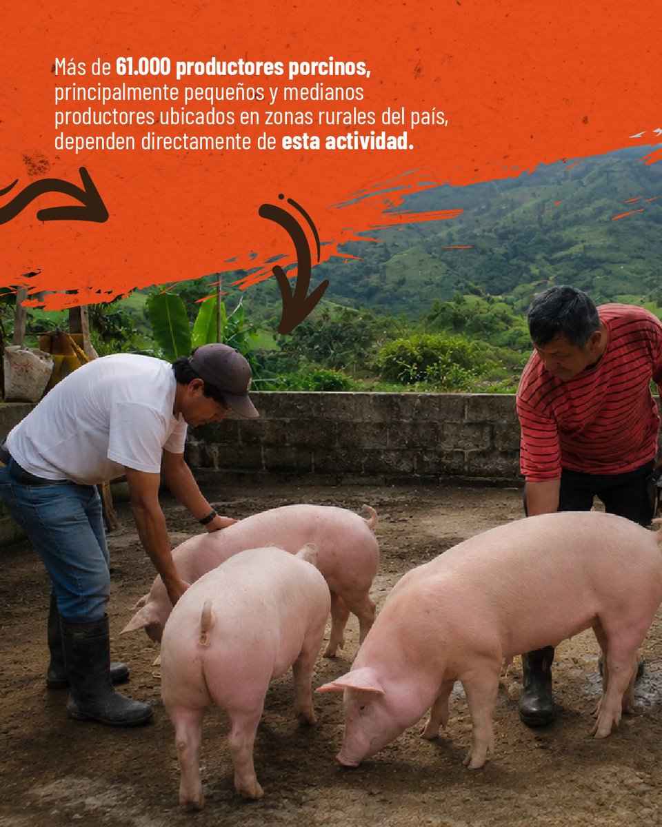 AgriculturaEc's tweet photo. 🐷 La porcicultura impulsa el desarrollo del campo, genera empleo y fortalece el trabajo de miles de familias productoras en el país.

Consumir productos nacionales es apoyar al sector porcicultor y a quienes trabajan día a día por una producción de calidad. 

#ElNuevoEcuador
#ConsumeNacional