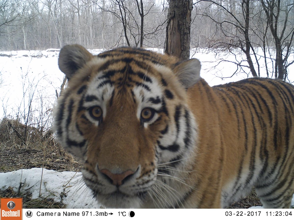 trailcam tweet media
