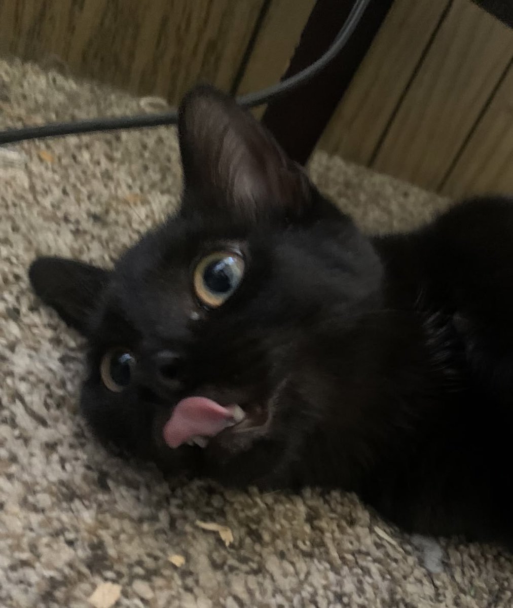 Black cats are not bad luck tweet media