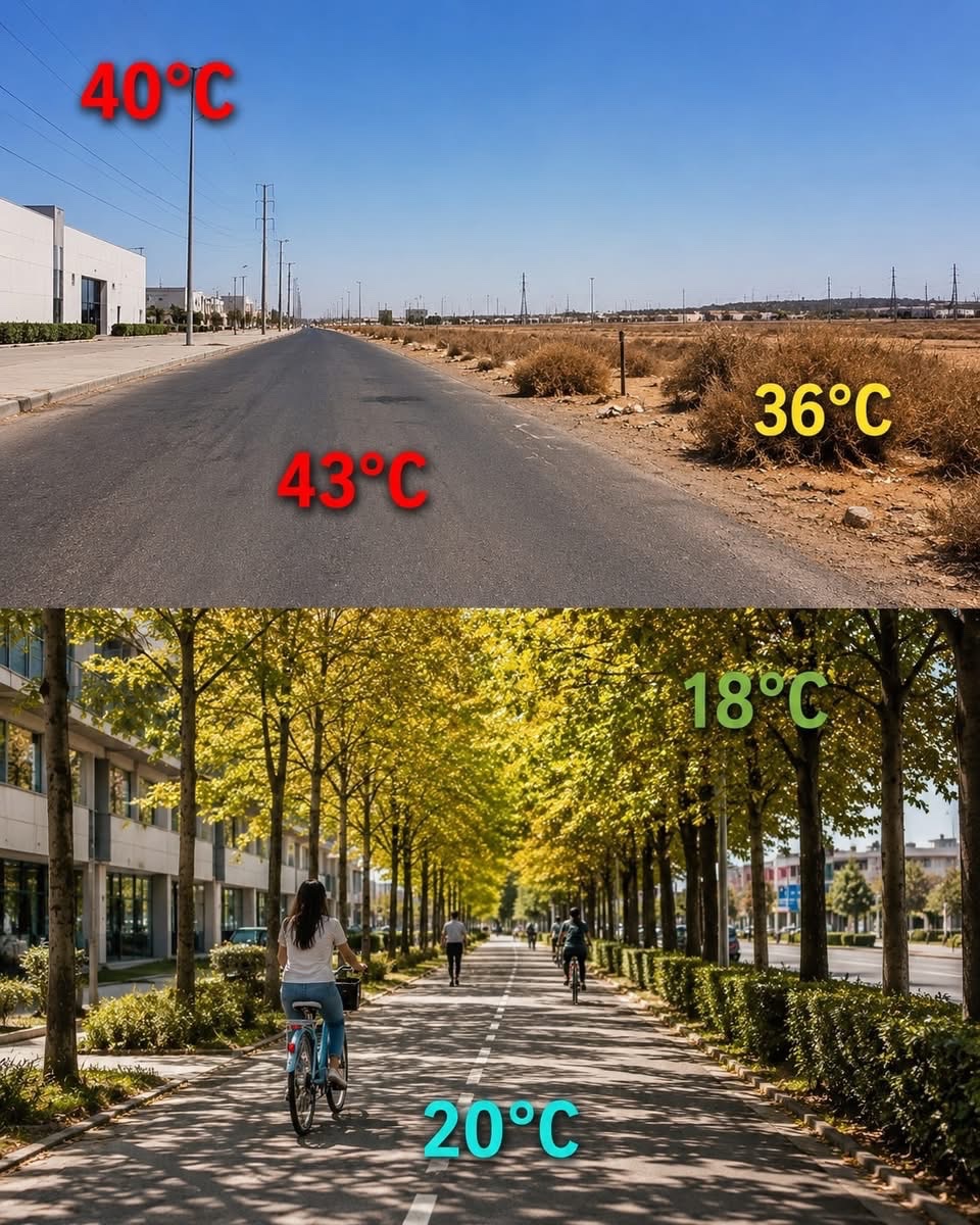 bobbiverse's tweet photo. @MarkJCarney Trees!!!  Plant More Trees!!
@cpsavesoil 
@uofg 
@Sflecce https://t.co/4dTEpFiVeu