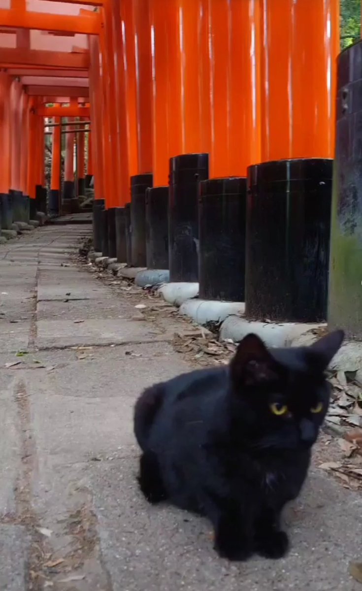 Junko_SupernaTural. tweet media