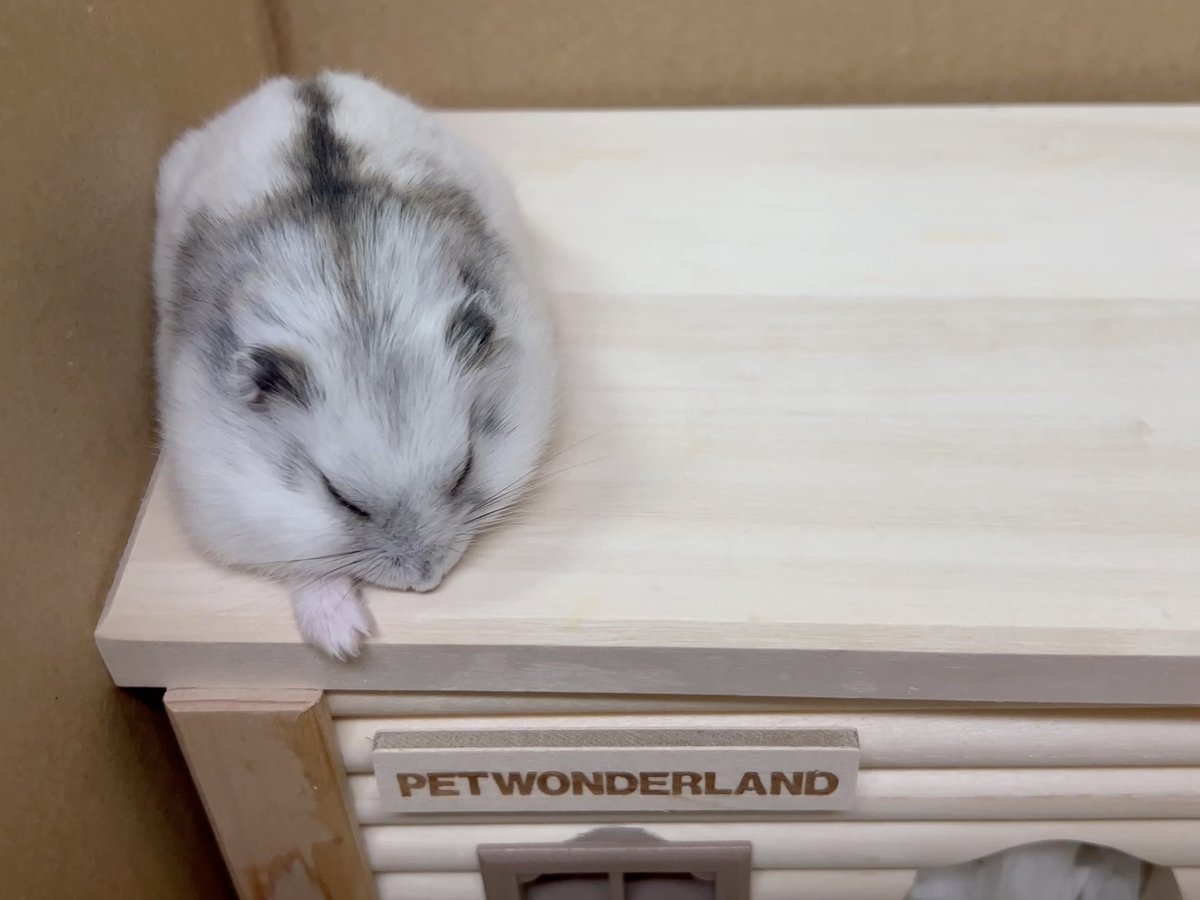 トロ tweet media