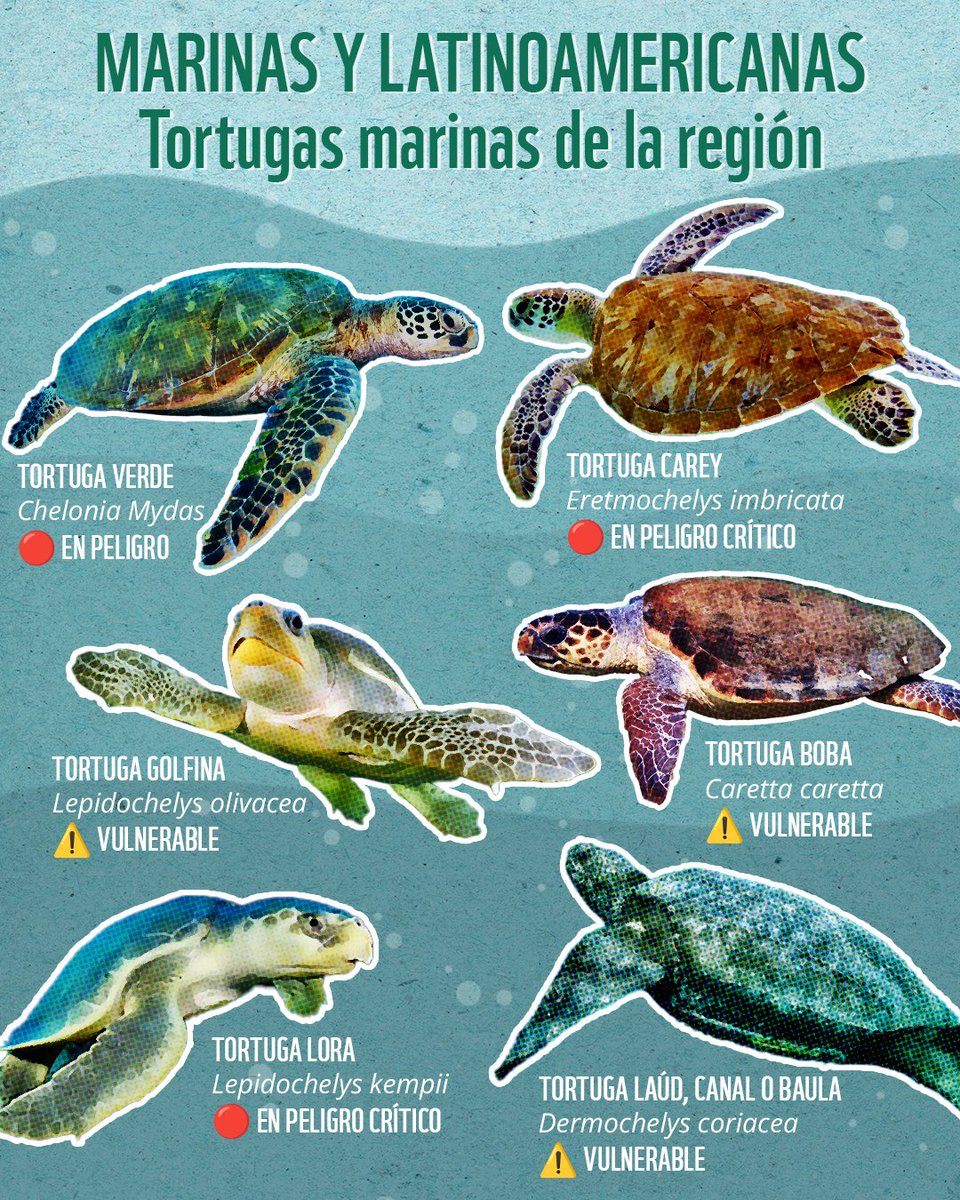 WWF Latinoamérica tweet media