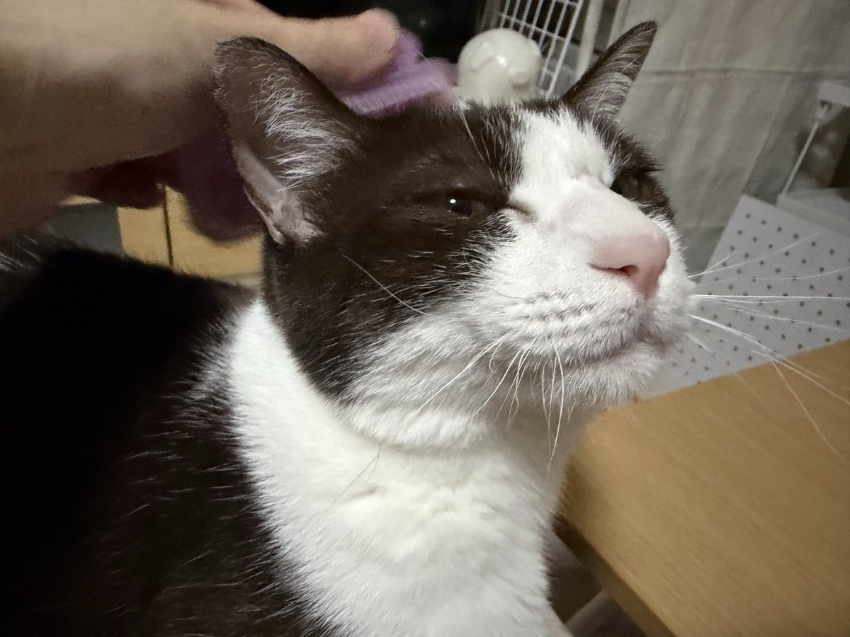 utar1031's tweet photo. ブラッシング大好きさん
#猫のいる暮らし https://t.co/urHtZCqt0N