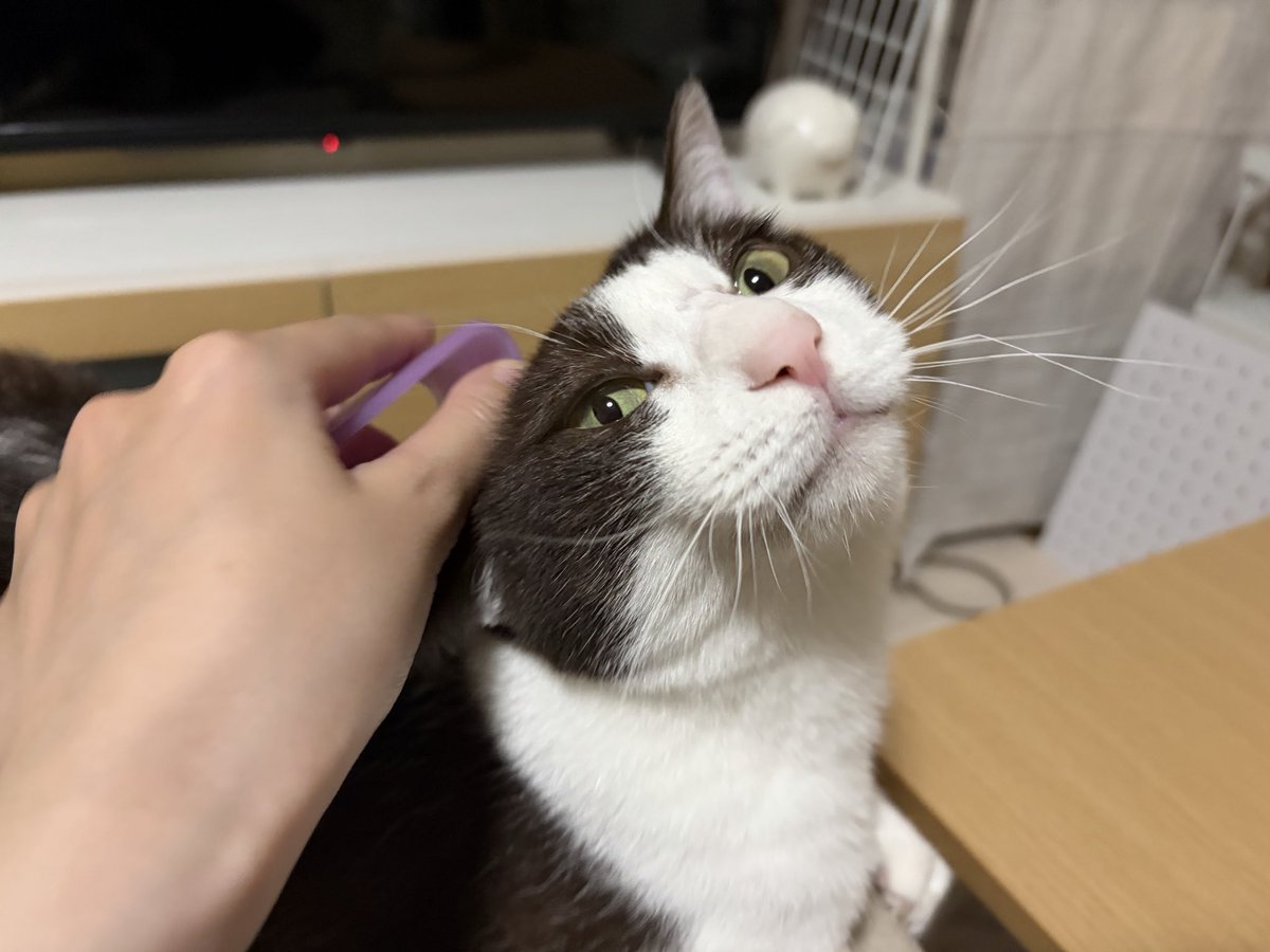 utar1031's tweet photo. ブラッシング大好きさん
#猫のいる暮らし https://t.co/urHtZCqt0N