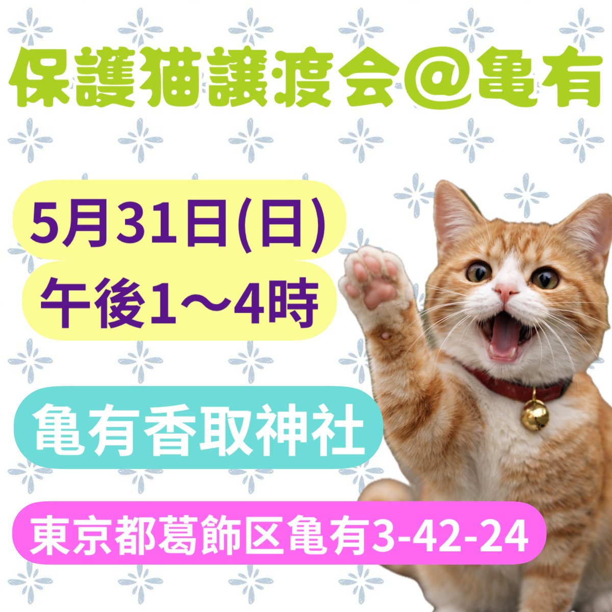 shosukereiko's tweet photo. 譲渡会開催します⭐️

保護猫譲渡会@亀有
5月31日　日曜日
13時〜16時
亀有香取神社

募金箱、チャリティーグッズあり
売上は猫の為に使わせていただきます🙇🏻‍♀️

是非お待ちしてます！

＃保護猫亀有
＃足立区葛飾区猫
＃猫里親募集中 https://t.co/3UXp8BjgmW