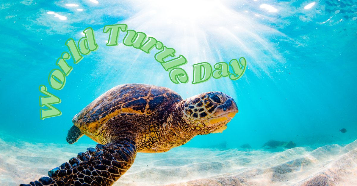 ShopMidnite's tweet photo. Happy #WorldTurtleDay! Let's "shellebrate" these amazing creatures. 
Sponsored by the American Tortoise Rescue since 2000, it raises awareness and promotes action to support their survival. 

🐢 Are you team #turtle or #tortoise?

https://t.co/PdEfvLhg8S https://t.co/j02y3S8TnA