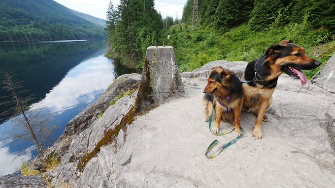 BC Hydro tweet media