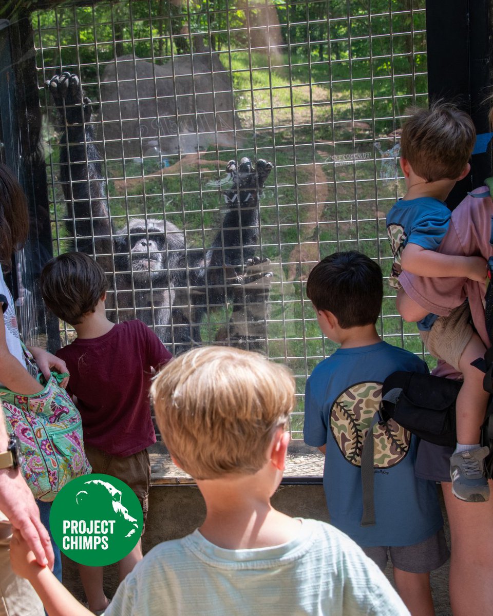 Project Chimps tweet media