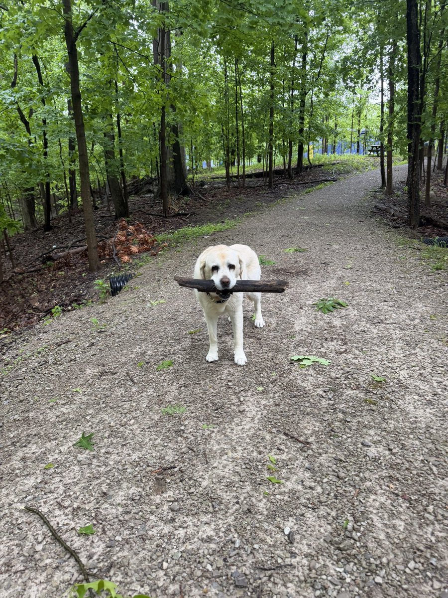 xvermonter61's tweet photo. It might be windy and rainy but it’s a good day…I got a stick! 🤗Happy Saturday! #DogsofTwitter #SaturdayMorning #StickDog https://t.co/v8csAEztHg