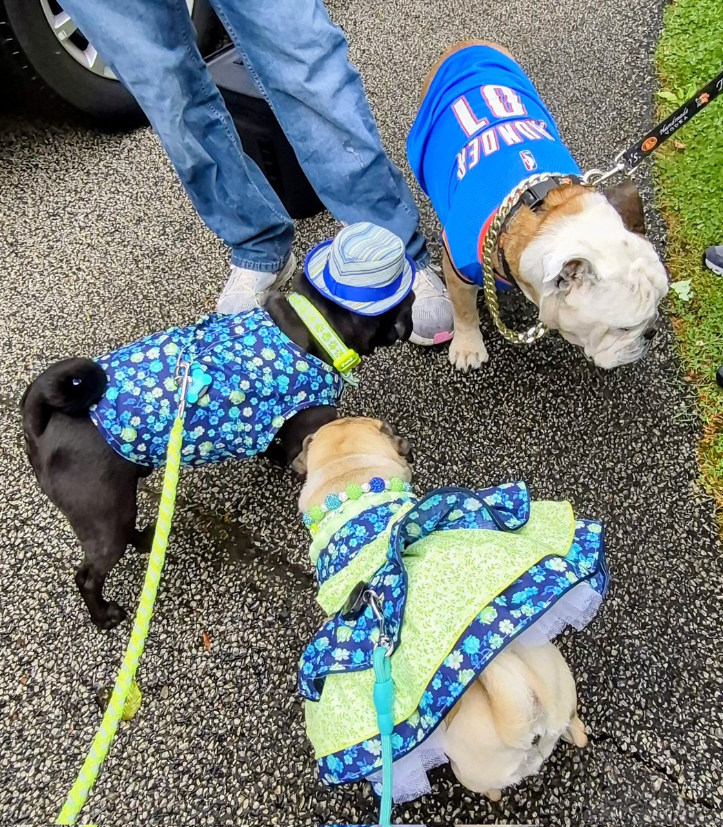 mommasboymushu's tweet photo. It's so great to see our friends Baker @Lil_Fen , Miley @mikepoll77 & Lilibet @MomGuppy @BullyBashCLE. Happy 10 YEAR ANNIVERSARY to the #Bullybash2026 crew๐๐๐! #puglife #PartyPugs #Zinny #Winny #dogsoftwitter #dogsofx #FriendsForever #WeekendFun in @Cleveland. https://t.co/pkyFhZDy5t