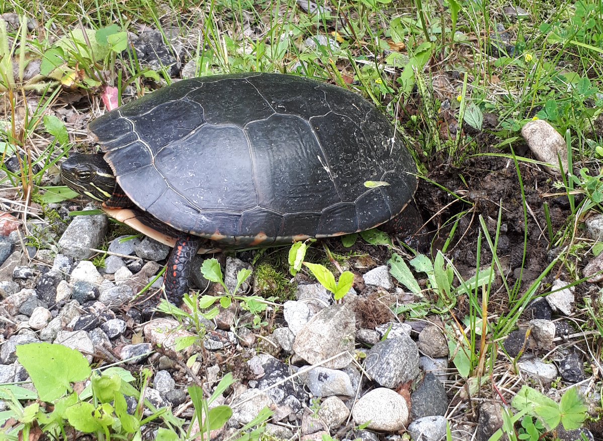 FitzroyPP's tweet photo. Today is #WorldTurtleDay 🐢 Did you know that Ontario is home to eight native species of turtles?🌿 Fitzroy is home to lots of turtles, so keep your eyes peeled on your next visit, and slow down in case you find one crossing the road! https://t.co/Ruy4FIL1jx