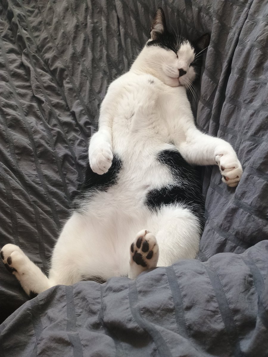 GardenVisitors's tweet photo. I've a feeling that the feral Not My Cat no 2, who wouldn't come within 50 feet of me ten months ago, is now content in my company. He still won't go near anyone else. https://t.co/WlvOJn1Qvi