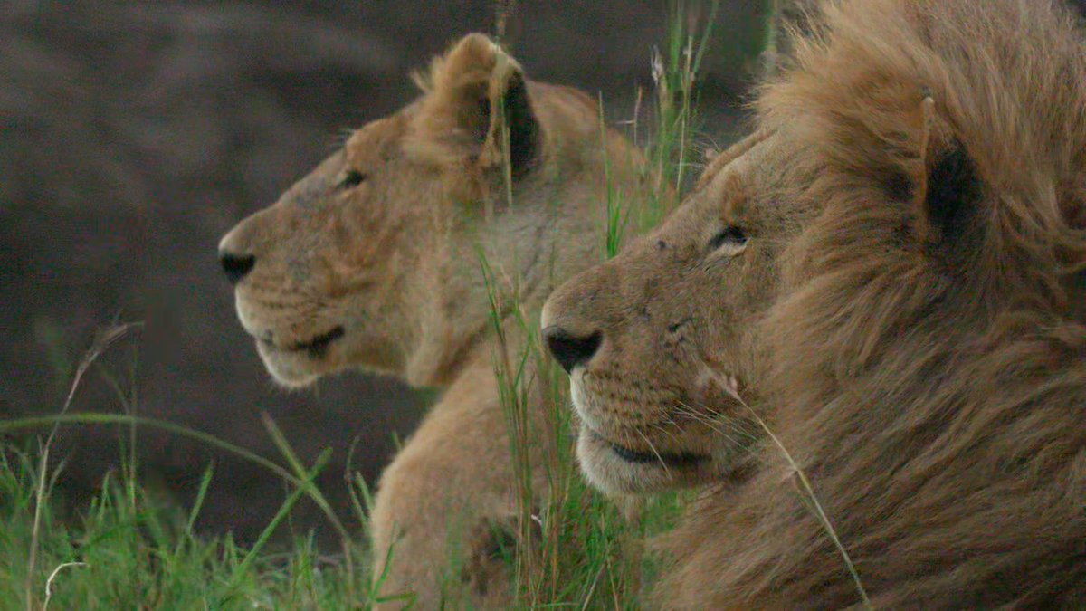 WildEarth tweet media