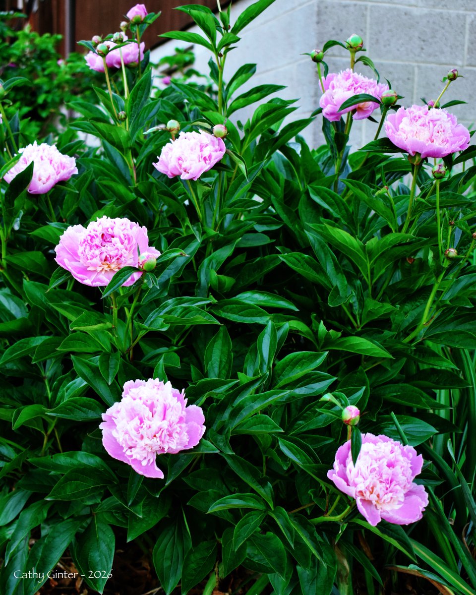 CathyGinter's tweet photo. Sorbet Peonies, along our basement wall… before the rains ~
#Flowers #GoldenHour #Nature #Photography #SignsOfLove https://t.co/IGTZTLgklp