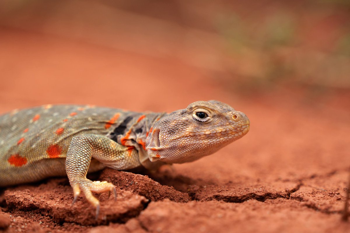 Joshwx's tweet photo. While waiting for storms that never happened, there were lizards all over the Gloss Mountains. Even got the Eastern Collard, which is Oklahoma’s official state reptile! #oklahoma https://t.co/lXJL5iAwXM