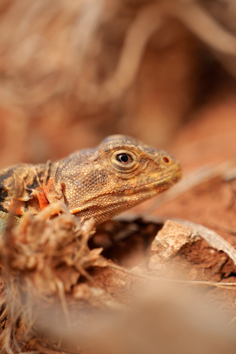 Joshwx's tweet photo. While waiting for storms that never happened, there were lizards all over the Gloss Mountains. Even got the Eastern Collard, which is Oklahoma’s official state reptile! #oklahoma https://t.co/lXJL5iAwXM