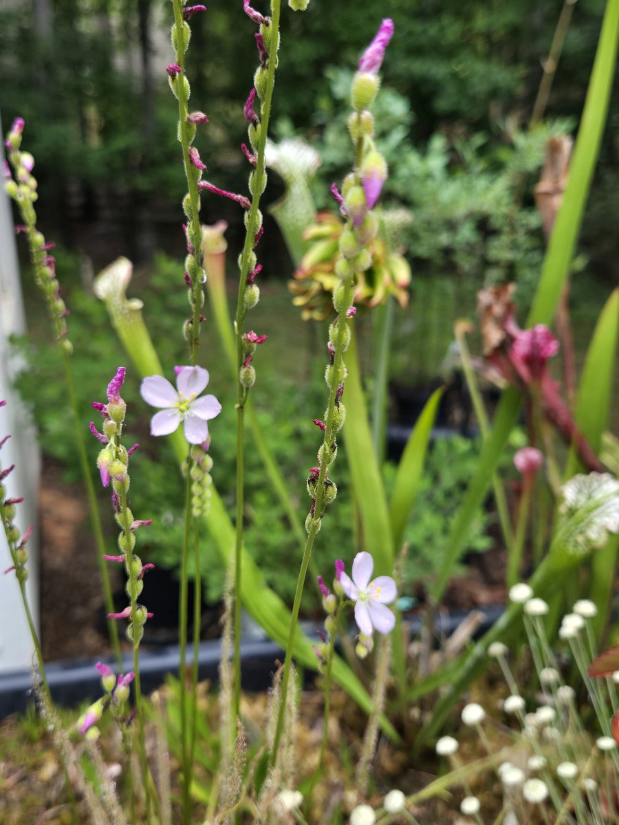 PantherCreek_'s tweet photo. Our carnivorous plants are thriving. The lady's tresses have sprouted from last years seeds. Cannot wait to see them bloom later in the year. https://t.co/debuUl1ZzX