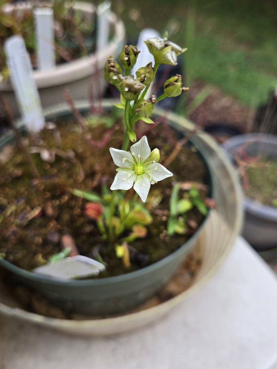 PantherCreek_'s tweet photo. Our carnivorous plants are thriving. The lady's tresses have sprouted from last years seeds. Cannot wait to see them bloom later in the year. https://t.co/debuUl1ZzX