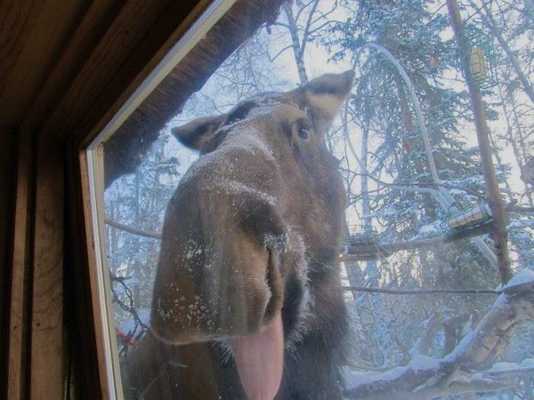 mooseincrisis's tweet photo. good morning everyone. (say it back.) https://t.co/oh3ICBFyA5