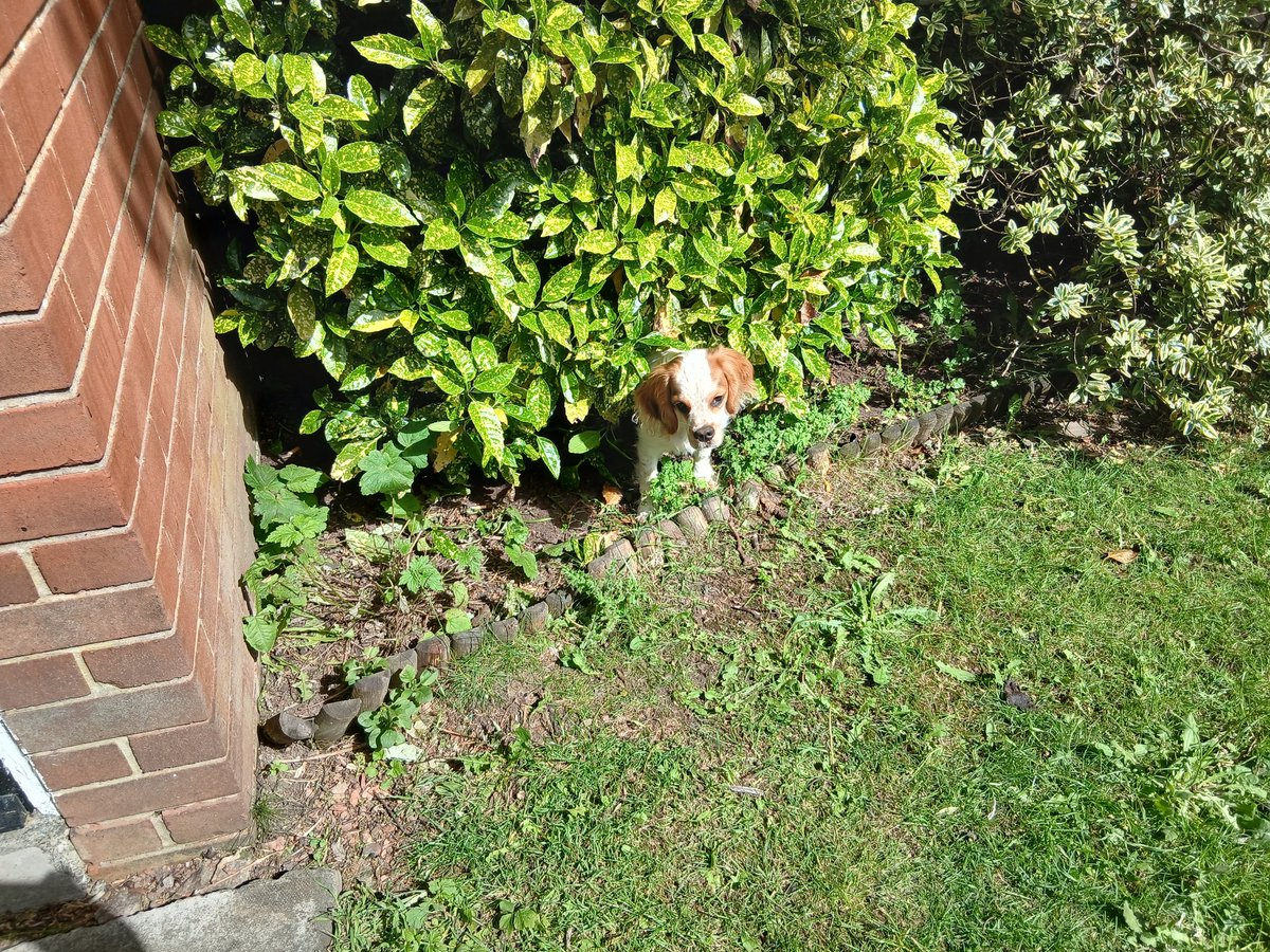 FellaLeeds's tweet photo. The boy's built a den in the bushes and thinks he's invincible πͺ
Has a quick bark at me then bolts into the bushes ππ
#PhoenixChronicles
#SummerVibes https://t.co/J7plrgFLkN