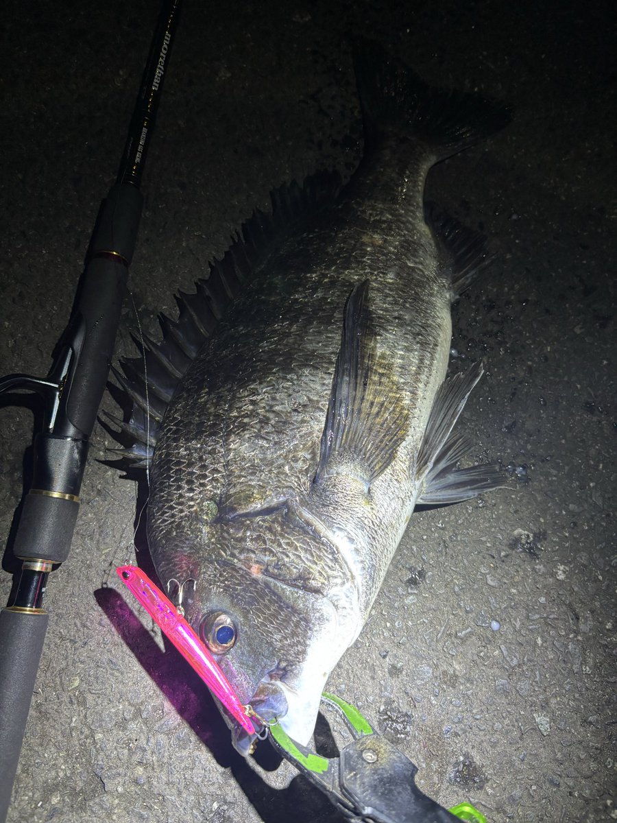 pyonpyonwt's tweet photo. 昨日:爆風すぎてマニックで引き波に反応する奴をなんとか1枚。

#マニックスロー95
#チニング https://t.co/vfzyZoV5wu