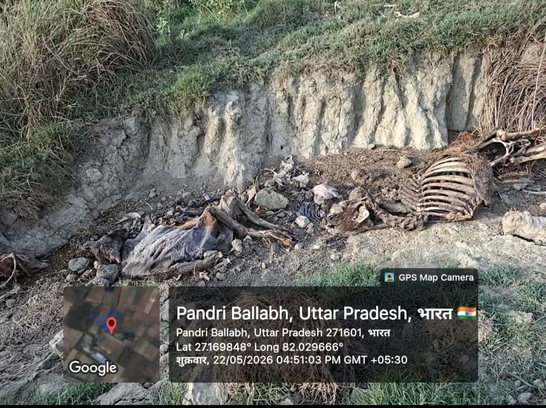 UpRubi25352's tweet photo. ग्राम सभा खराहाटिया विकास खंड पड़री कृपाल 
गोंडा 
7,8 गौवंस मृतक मिले 
कौवे और कुत्ते नोच नोच कर खा रहे थे BDO संजय श्रीवास्तव को मामले से अवगत कराकर तो उन्होंने अपनी जिम्मेदारी से पूरी तरह पल्ला झाड़ते हुए कहा कि, मैं इस  जिला स्तरीय अधिकारी ही इस संबंध में बताएंगे @dmgonda2 https://t.co/3h3slp85Ko
