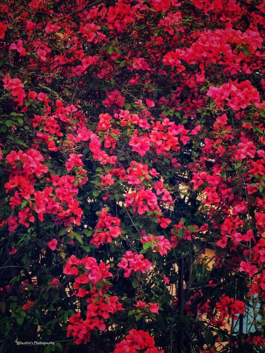 SachinAcharya's tweet photo. Show me your love for Bougainvillea..
#photography #flowerphotography #GardeningX #ThePhotoHour #StromHour #ShotOnSnapdragon https://t.co/aVvQgUCsan