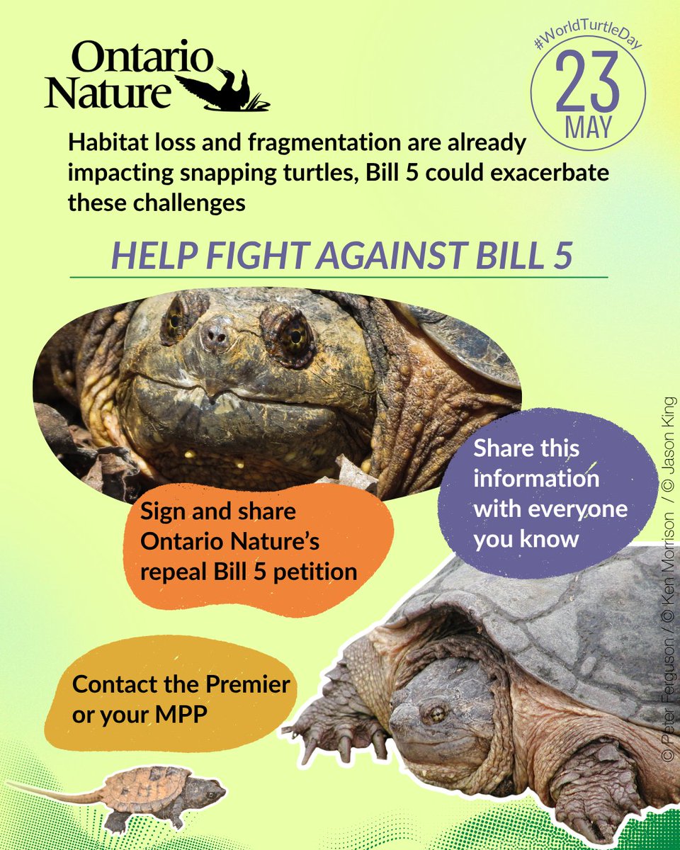 OntarioNature's tweet photo. This #WorldTurtleDay, we shed light on the impacts of Bill 5 on Ontario's snapping turtles and their habitats.
Snapping turtles occupy wide ranges of Ontario's shallow water bodies and terrestrial areas. As a species of special concern, they are threatened by #Bill5, which reduces habitat protections and removes the focus on species recovery. 
Help protect snapping turtles by sharing this post, our blog and educating others about the threats this species faces and the problems with Bill 5.
Read our blog here: https://t.co/JCzTyeKgqj
#ontarionature #snappingturtle