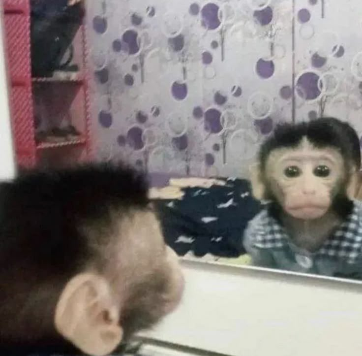 Monkey tweet media