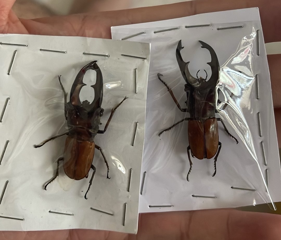 JayWu1111's tweet photo. シルエム島産
２頭ともギネスレベル
Cyclommatus simalurensis

2年間で5匹しか取れないんです。 https://t.co/q16ZwJg9EF