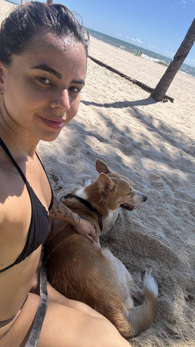 cachorro sem peruca tweet media