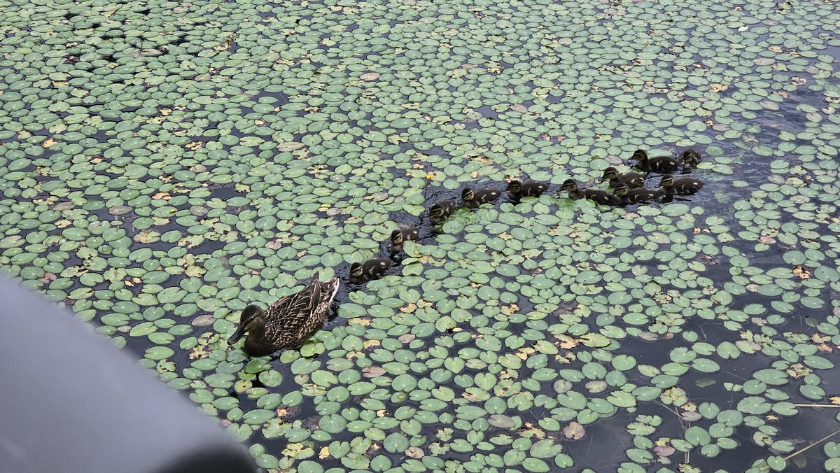 sebham544's tweet photo. 오늘 본 최고 귀여움 https://t.co/epBaZvKlES