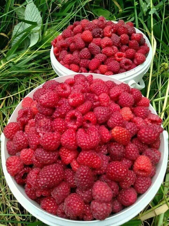 shoplalisa's tweet photo. Raspberry season is almost here 💗 https://t.co/RcyWRfEJ4H